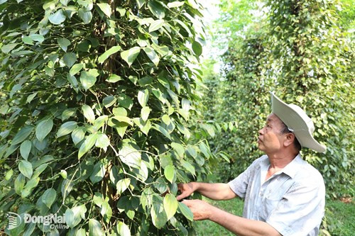 Đồng Nai mở rộng diện tích nông nghiệp hữu cơ lên gần 19.400 hécta