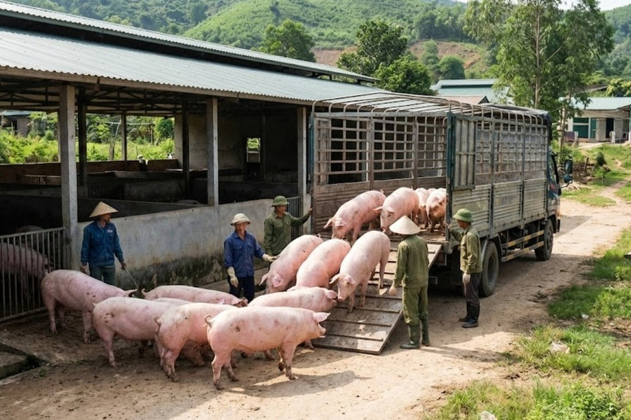 Giá heo hơi hôm nay 29/4 duy trì ổn định, mức cao nhất đạt 69.000 đồng/kg