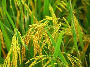 Kim ngạch xuất khẩu gạo Việt Nam giảm 10,5%, nỗ lực chuyển dịch sang phân khúc chất lượng cao