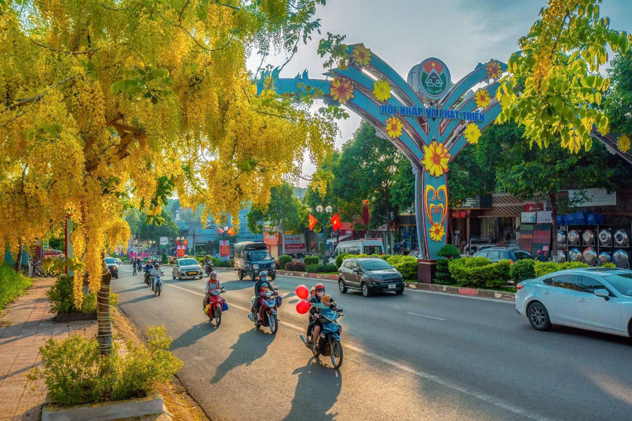 Golden osaka blossoms brighten the streets of western Lam Dong