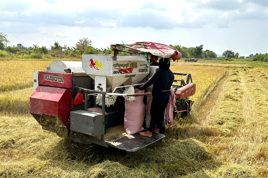 Rushing to Harvest the Late Winter–Spring Rice Crop