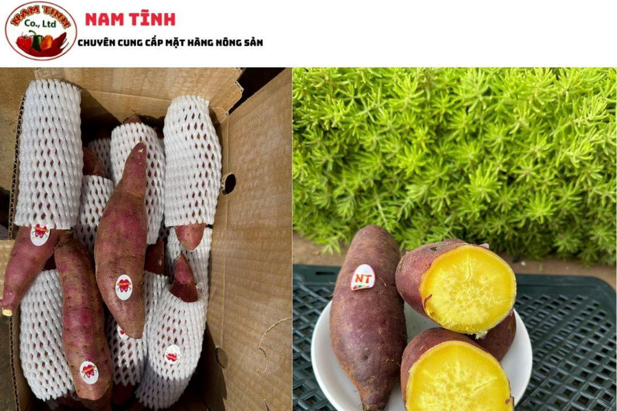 Khoai lang Nhật ruột vàng tại Nam Tĩnh Vegetables - Cung ứng khoai lang Lâm Đồng đến thị trường quốc tế