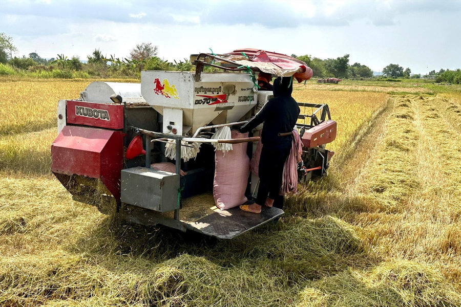 Hối hả thu hoạch lúa đông xuân cuối vụ