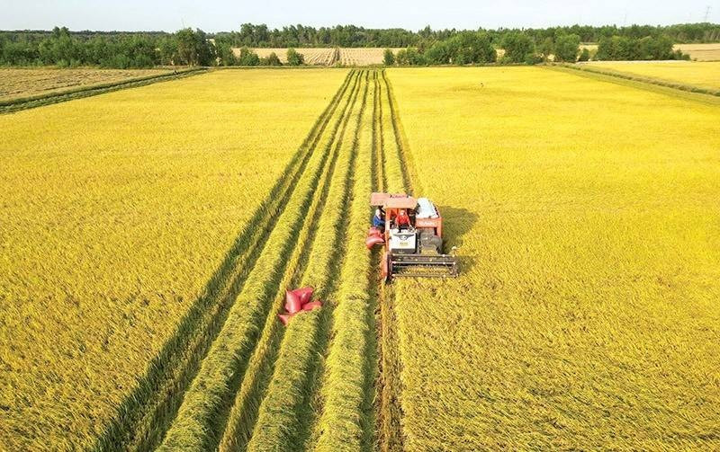 Việt Nam dự kiến giảm 1 triệu ha đất nông nghiệp phục vụ hạ tầng và đô thị đến năm 2030