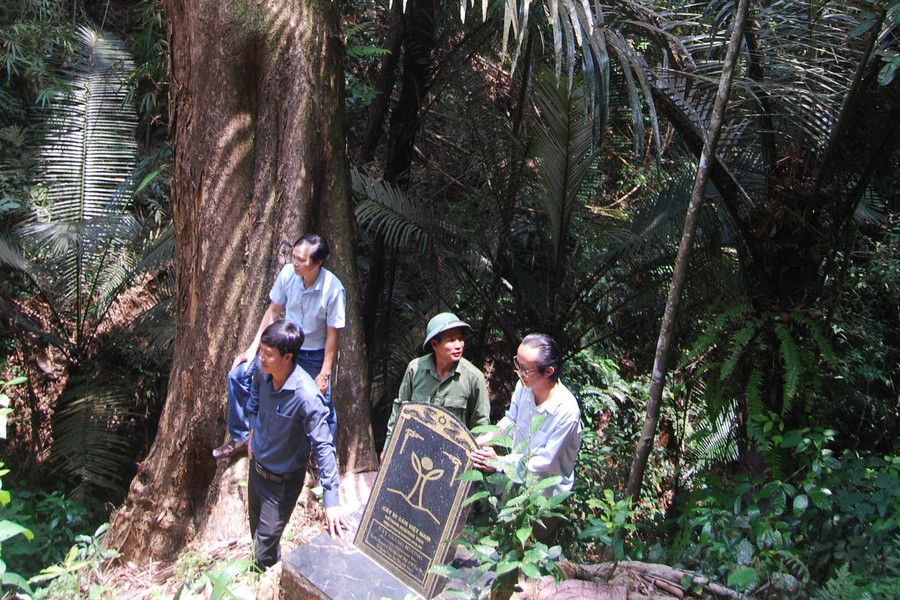 Lam Dong Carbon Credit Potential - the “Green Gold Mine”