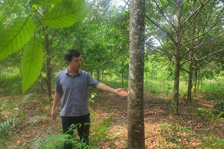 Restoring the Green Cover of the Nam Nung Highlands
