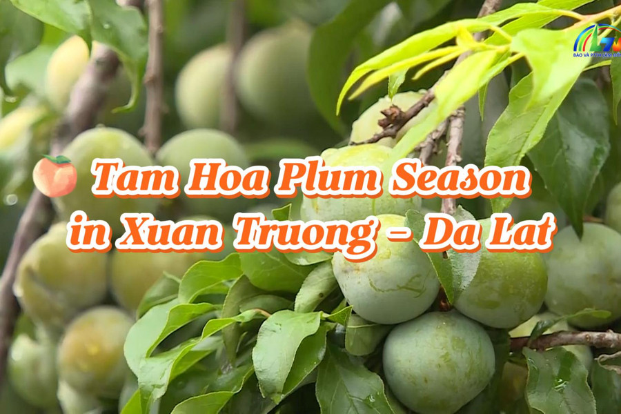 Tam Hoa Plum Season in Xuan Truong – Da Lat
