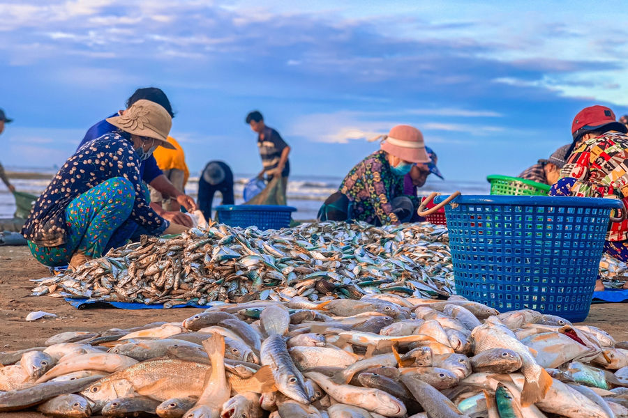 Những loài cá “vang bóng” vùng biển xưa