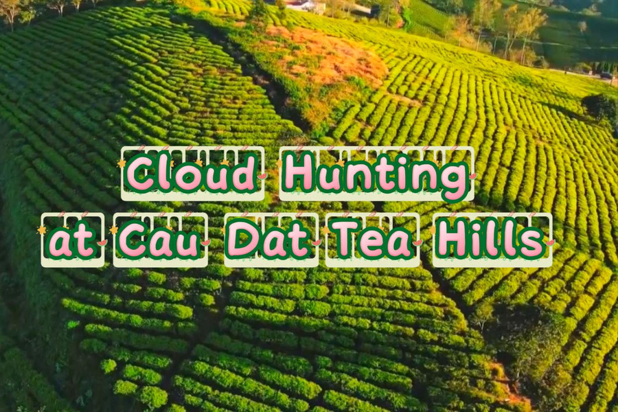 Cloud Hunting at Cau Dat Tea Hills