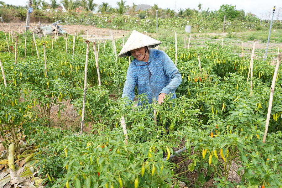 Phụ nữ vùng thanh long linh hoạt chuyển đổi cây trồng