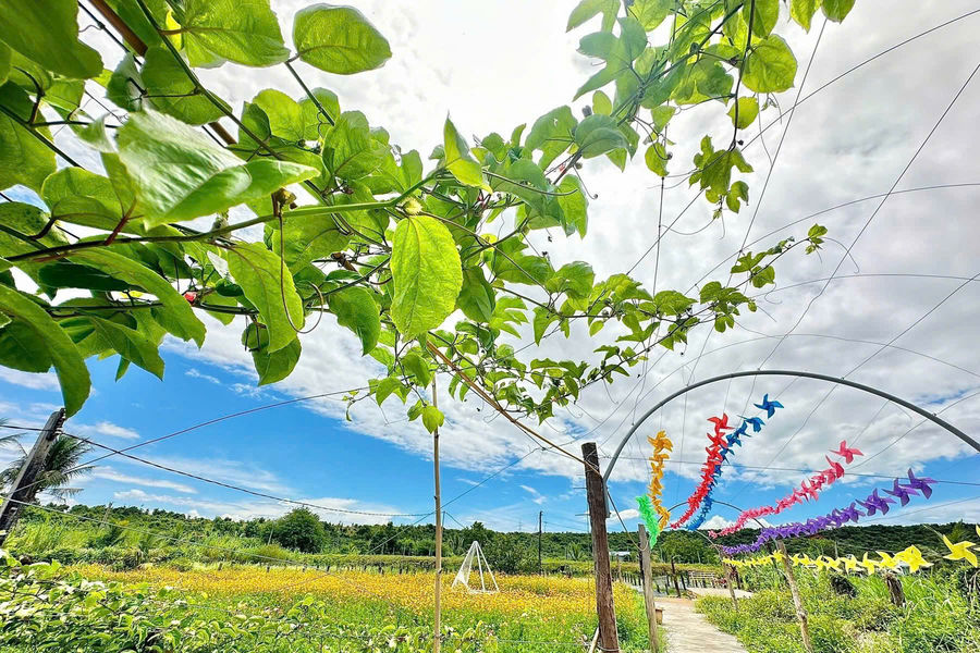 Farmers Develop Ecotourism Through Orchard Experiences