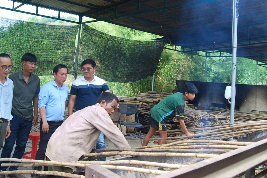 Ideal land for bamboo pole production