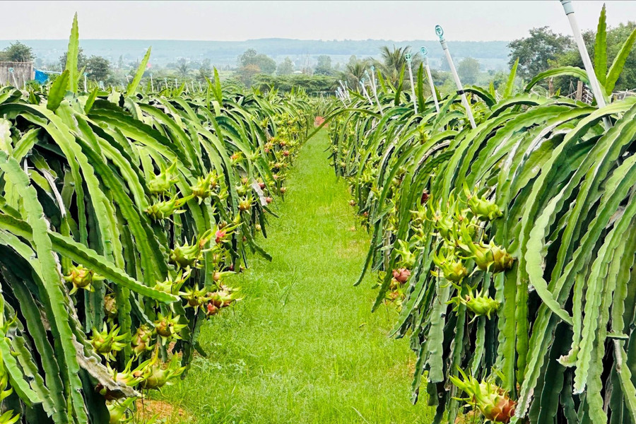 Lâm Đồng ngăn hàng giả, bảo vệ sức khỏe cộng đồng, giữ gìn uy tín nông sản