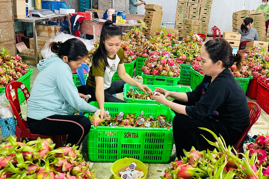 Vượt rào cản để xuất khẩu thanh long bền vững