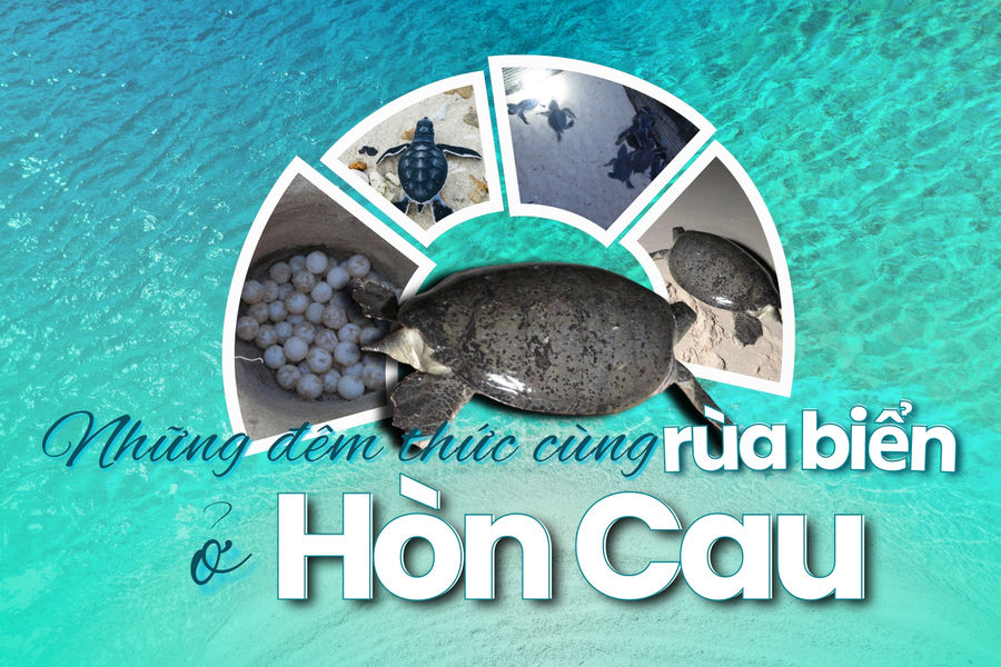 Những đêm thức cùng rùa biển ở Hòn Cau