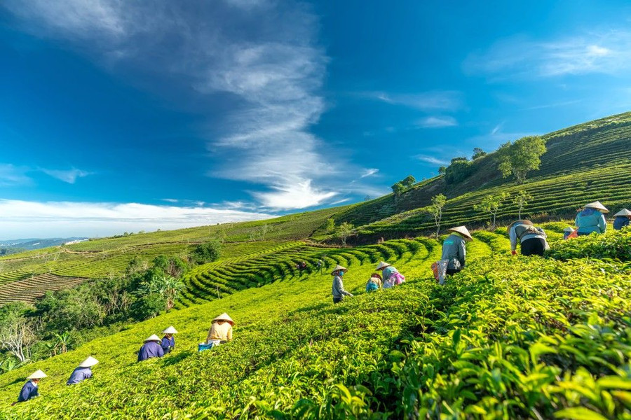 Xuan Truong – Da Lat Unlocks New Growth Drivers