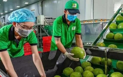Việt Nam ký Nghị định thư xuất khẩu chính ngạch bưởi và chanh sang Trung Quốc