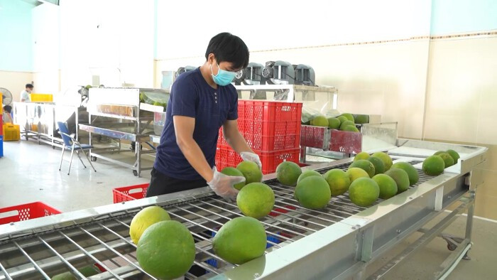 Xuất khẩu bưởi sang Trung Quốc: Kỳ vọng trở thành mặt hàng tỷ USD nhờ Nghị định thư mới
