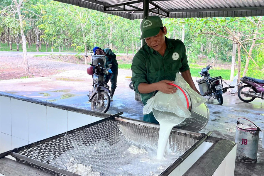 “Vàng trắng” tăng giá, nông dân Đông Nam Lâm Đồng tất bật vào vụ
