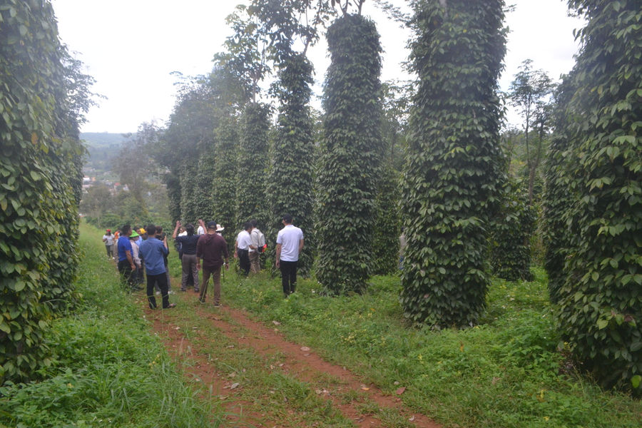 Expanding Value Chains for Key Agricultural Crops