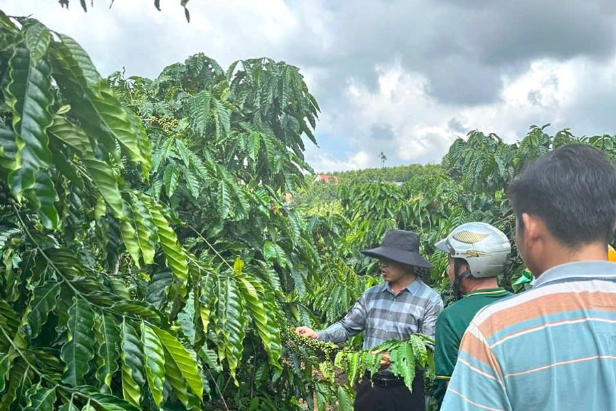 Organic shift boosts Lam Dong coffee exports