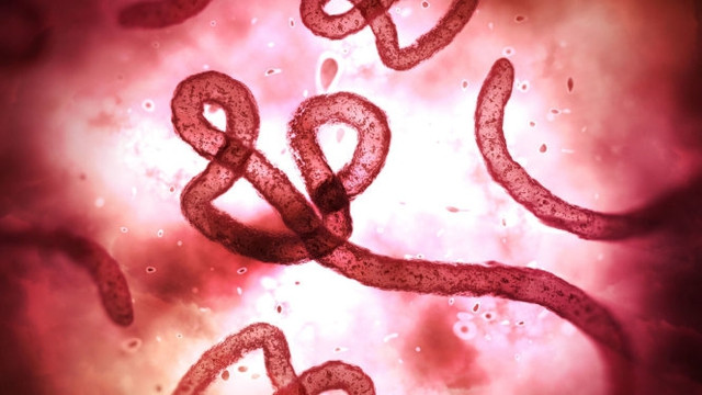 Lâm Đồng chủ động giám sát, phòng, chống bệnh sốt xuất huyết do vi rút Ebola