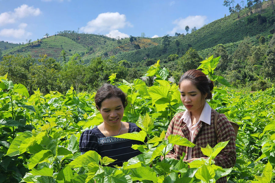 Lam Dong Promotes Sustainable Development of the Sericulture Industry