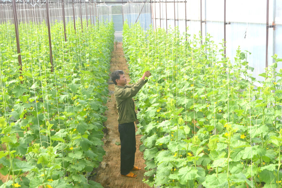 “Thời điểm vàng” để quy hoạch sản xuất nông nghiệp tập trung