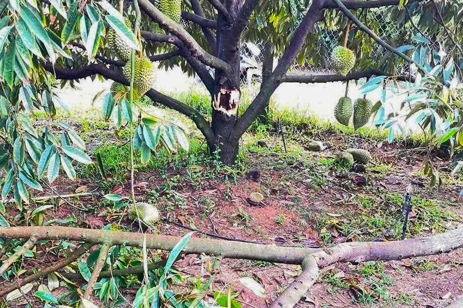 Mưa lớn, lốc xoáy gây thiệt hại khoảng 8 tỉ đồng ở Cát Tiên 3