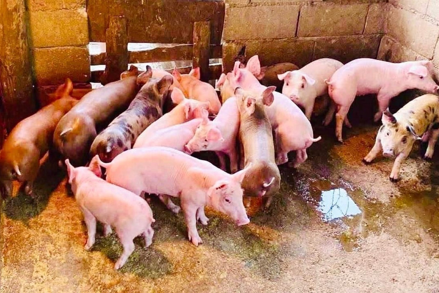 Giá heo hơi hôm nay 25/5: Thị trường đi ngang, cao nhất đạt 70.000 đồng/kg
