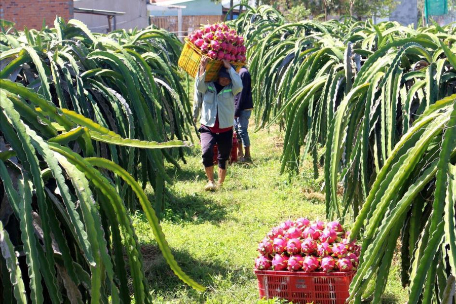 “Mở khóa” nông nghiệp xanh bền vững: Cần “cú hích” về vốn và hạ tầng kỹ thuật