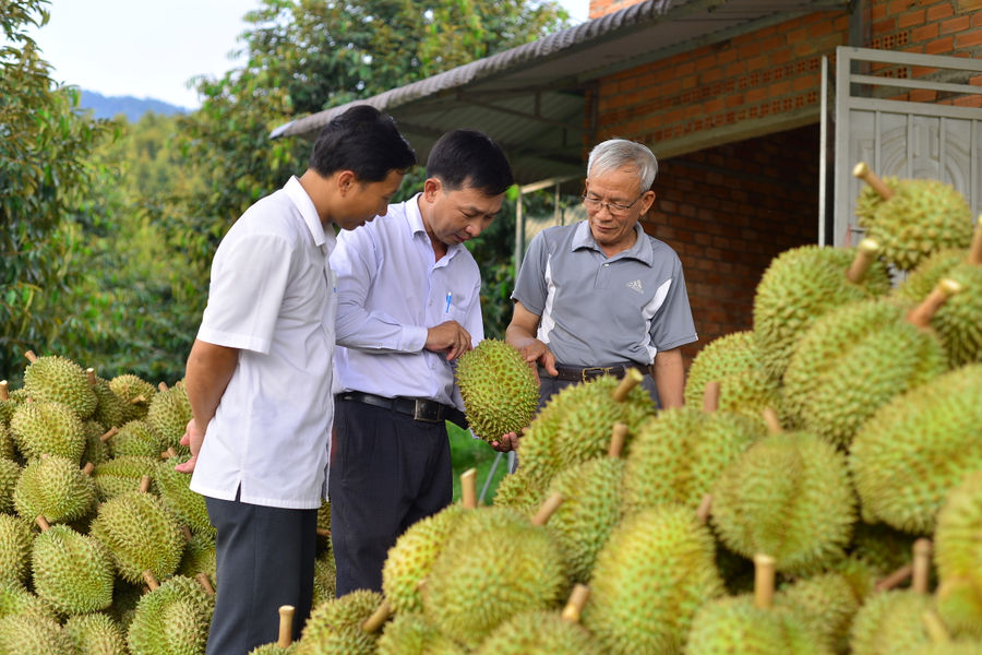 Sầu riêng và nỗi niềm chung