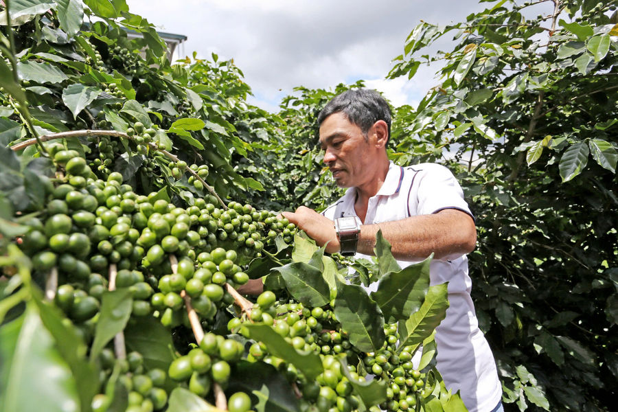 How Can Coffee Move Beyond Raw Exports and Low Prices?
