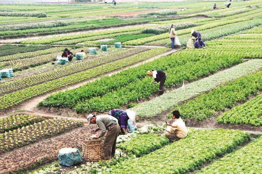 Căn cứ xác định số nhân khẩu được hỗ trợ khi thu hồi đất nông nghiệp