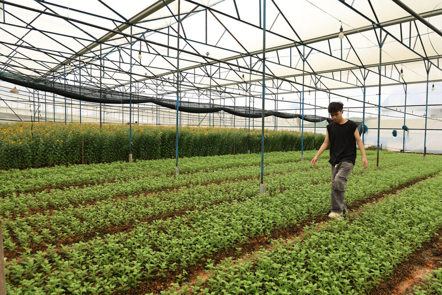 “Vàng thau lẫn lộn” thị trường cây giống