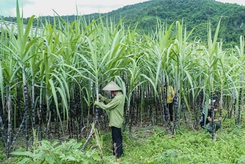 Việt Nam gia hạn áp thuế chống bán phá giá đường mía Thái Lan đến năm 2031