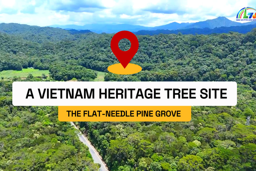 The flat-needle pine grove – A Vietnam heritage tree site
