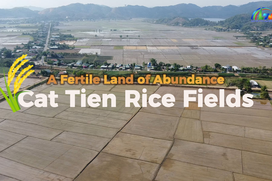 Cat Tien Rice Fields: A Fertile Land of Abundance