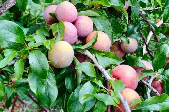Độc đáo vườn mận Hà Nội “ghép đôi” với đào Đà Lạt