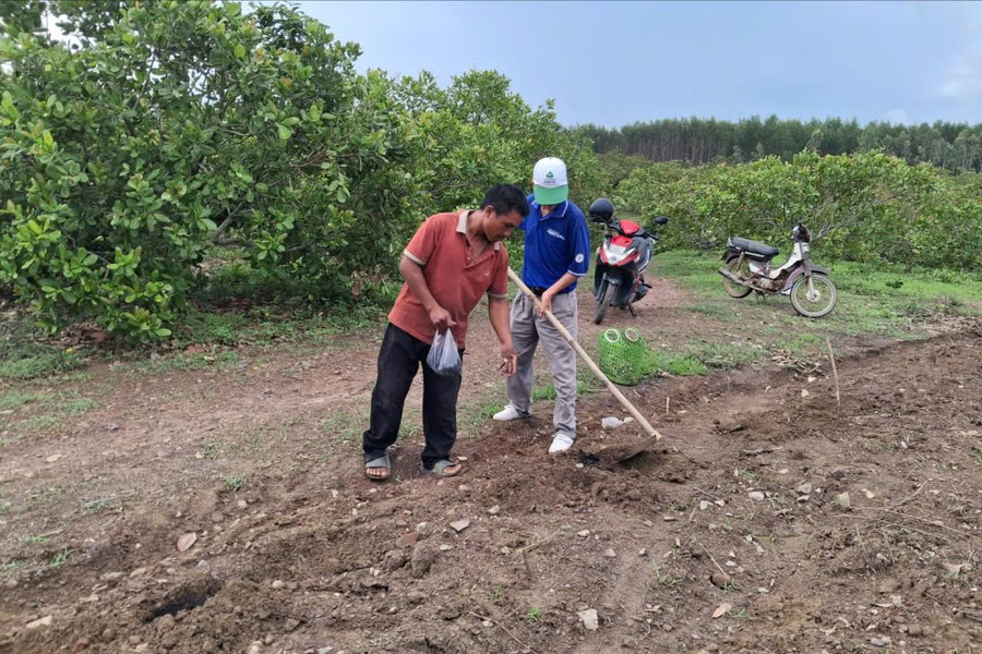 Giống mì mới, mở sinh kế cho đồng bào ở Tân Lập