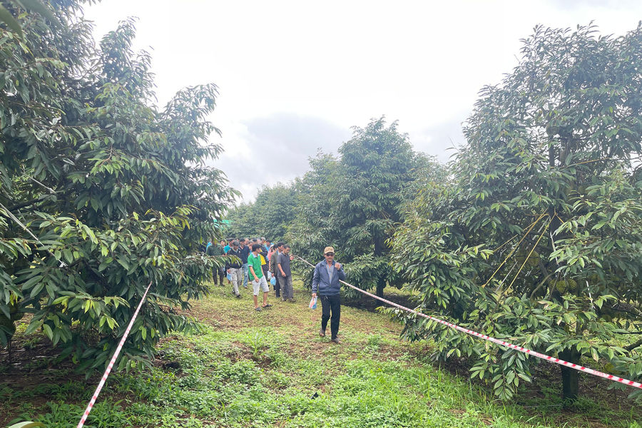 Durian Exports Require Stricter Growing Area Code Oversight