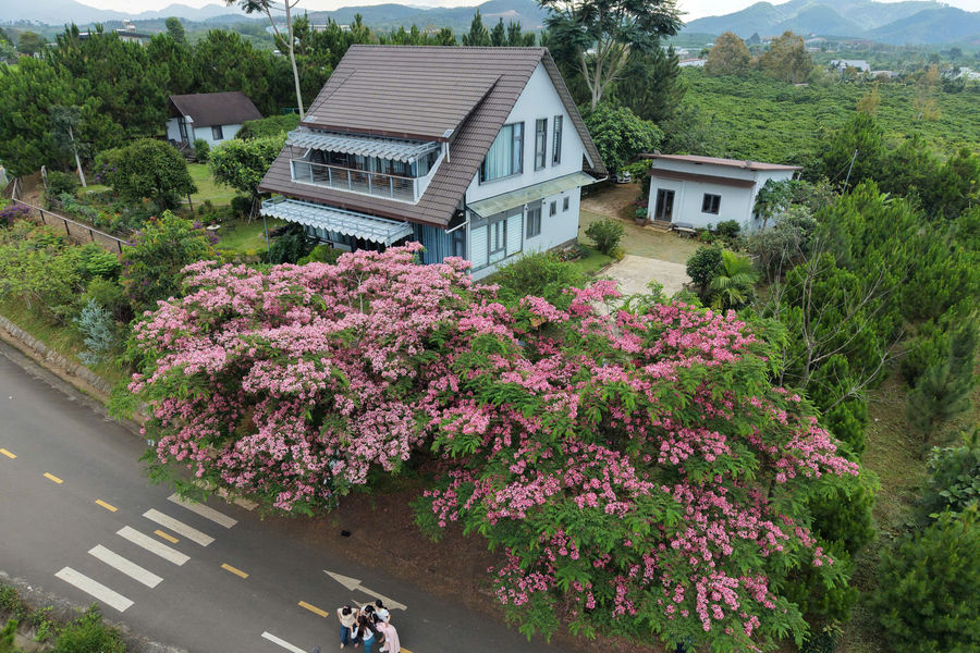 Da Lat Welcomes the Pink Glow of Java Cassia Season