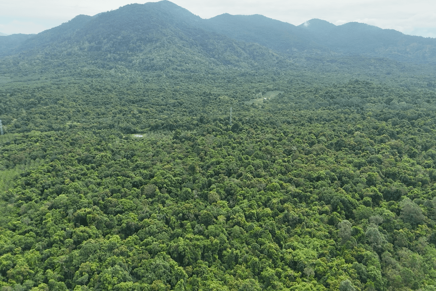 Lam Dong Determined to Protect Forests at the Source