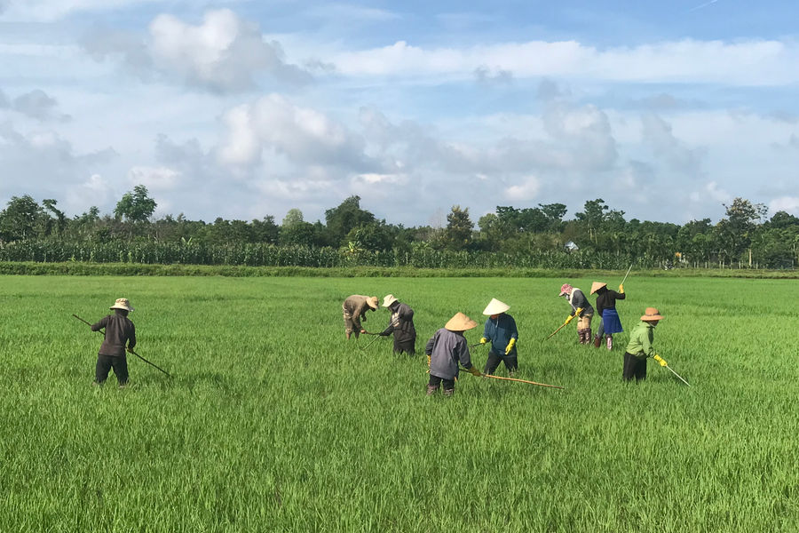 Ngăn vật tư kém chất lượng vào vụ hè thu