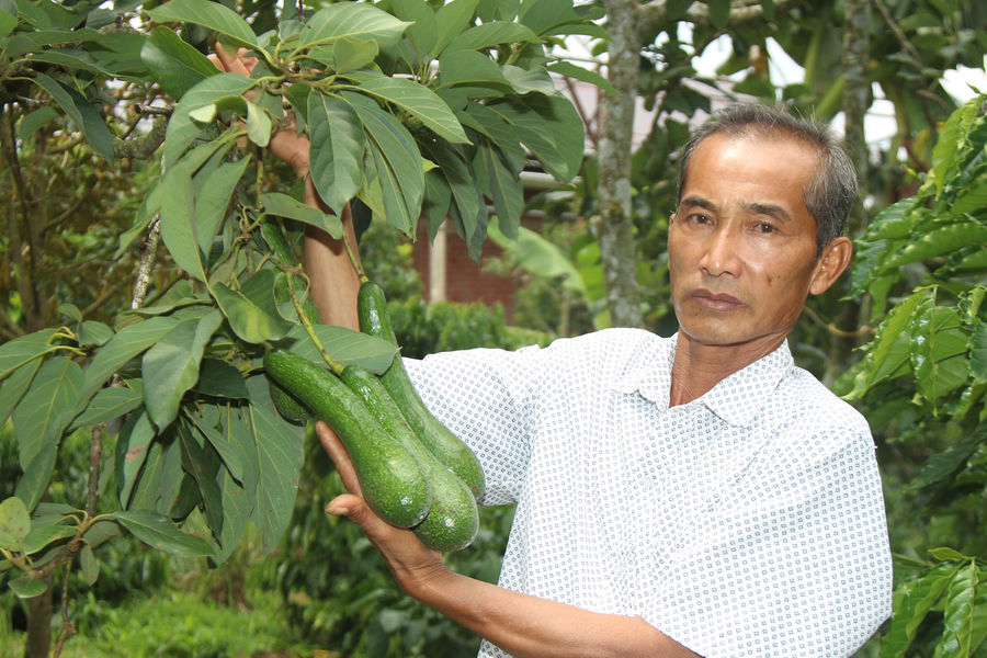 Nỗi buồn kép của bơ 034