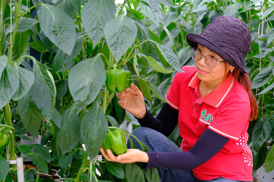 Hái quả ngọt từ nông nghiệp sạch