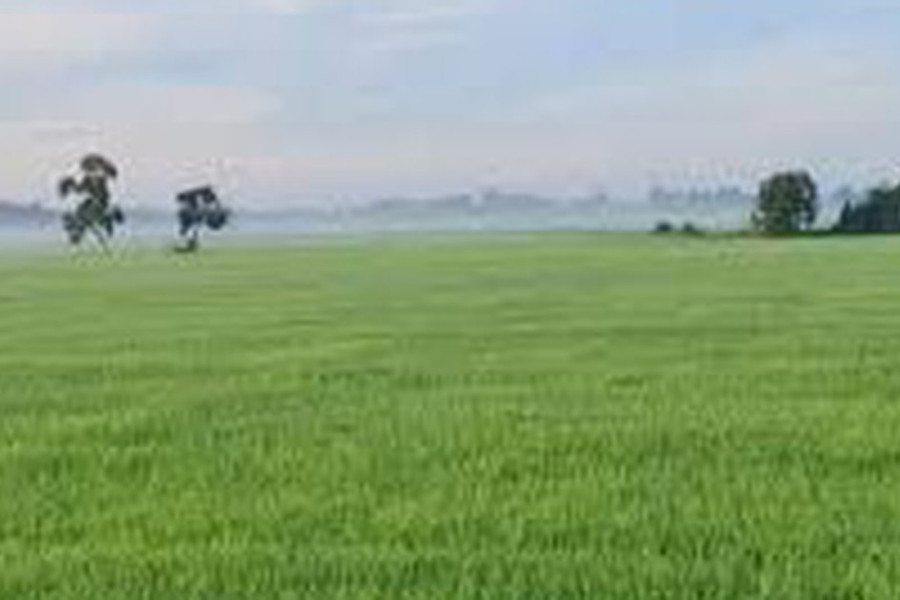 Không trực tiếp sản xuất nông nghiệp có được mua đất trồng lúa?