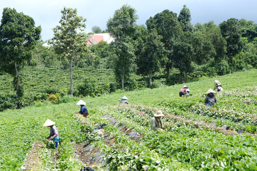 Khoai lang giống - Hướng làm giàu của nông dân Lâm Đồng