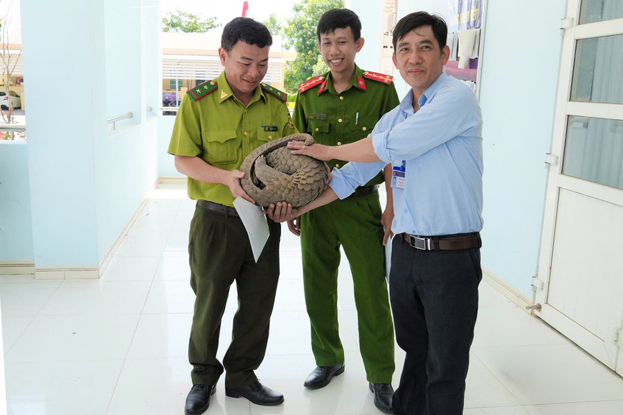 Người dân Hàm Kiệm giao nộp cá thể tê tê quý hiếm