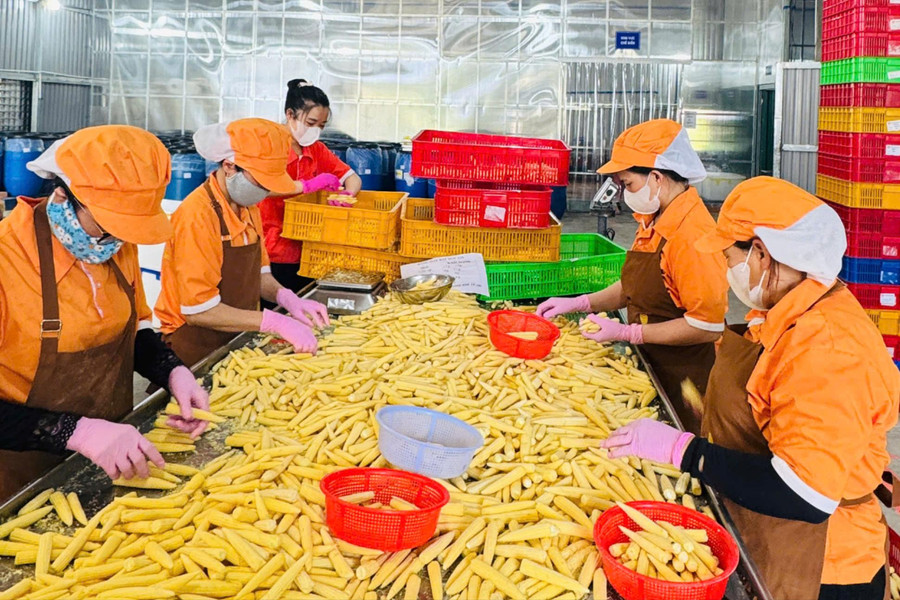 Driving Innovation and Digital Transformation to Improve Lam Dong’s BPI Ranking